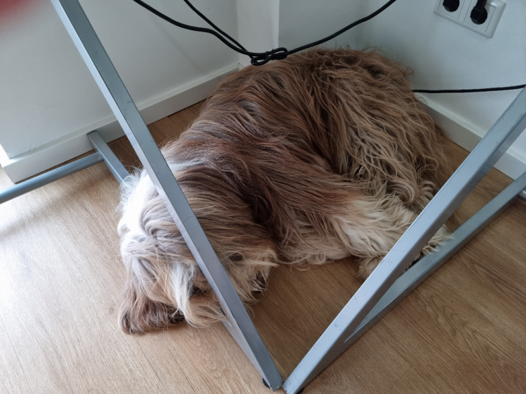 Charly beim schlafen
