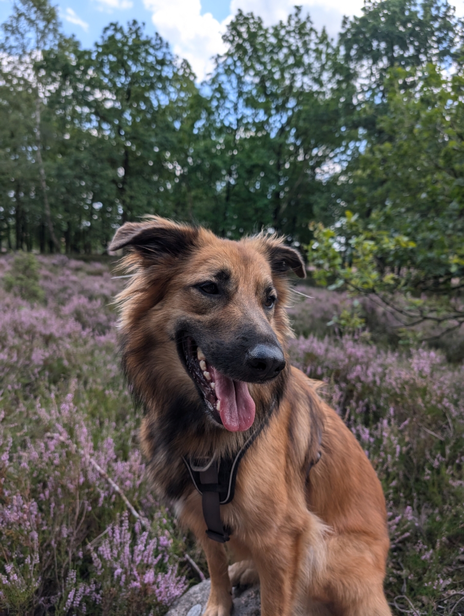 Laika